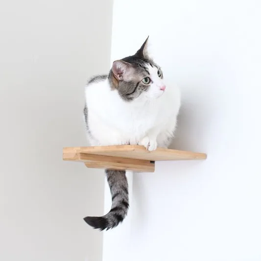 Cat Climbing Shelf